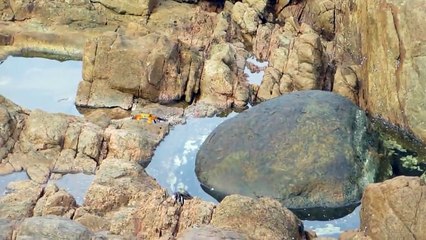 FILMA UN GRANCHIO MA QUELLO CHE ESCE DALL'ACQUA LA SORPRENDE