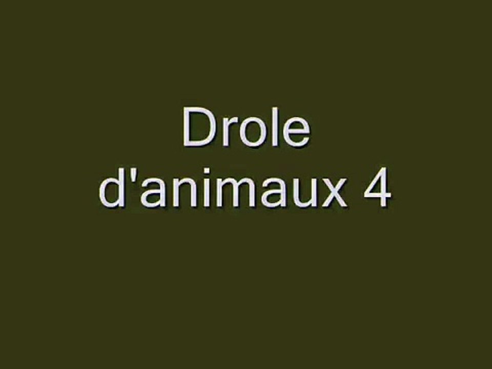 Drole d'animaux4