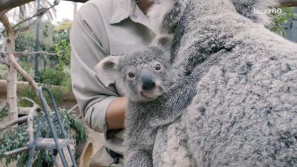 Cuteness Overload: Baby Koala Emerges From Mother's Pouch