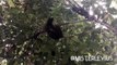 Peruvian Amazon Rainforest: Baby 3-Toed Sloth!