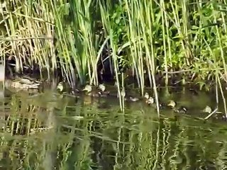 Утка с утятами. Millard duck