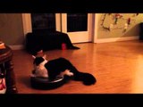 Kitty Rides Robotic Hoover Around Living Room