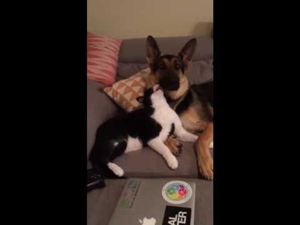 Cute Dog and Cat Cuddle and Kiss on Valentine's Day