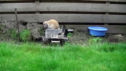 het konijn timmy deel 27