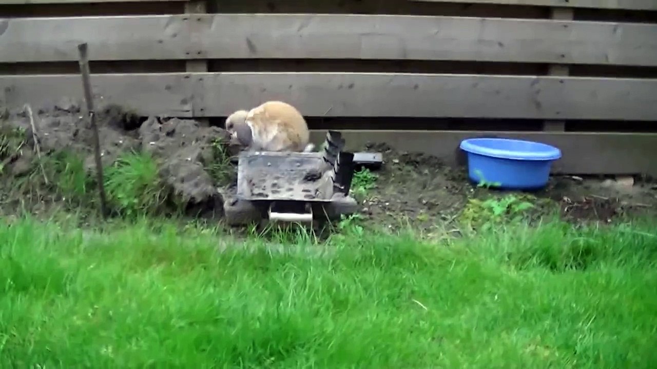 het konijn timmy deel 27