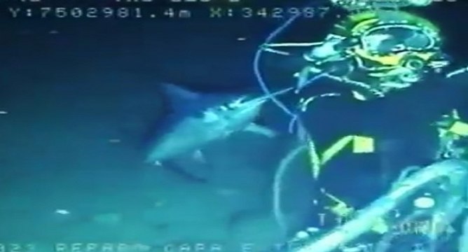 Un espadon attaque un plongeur en plein travail