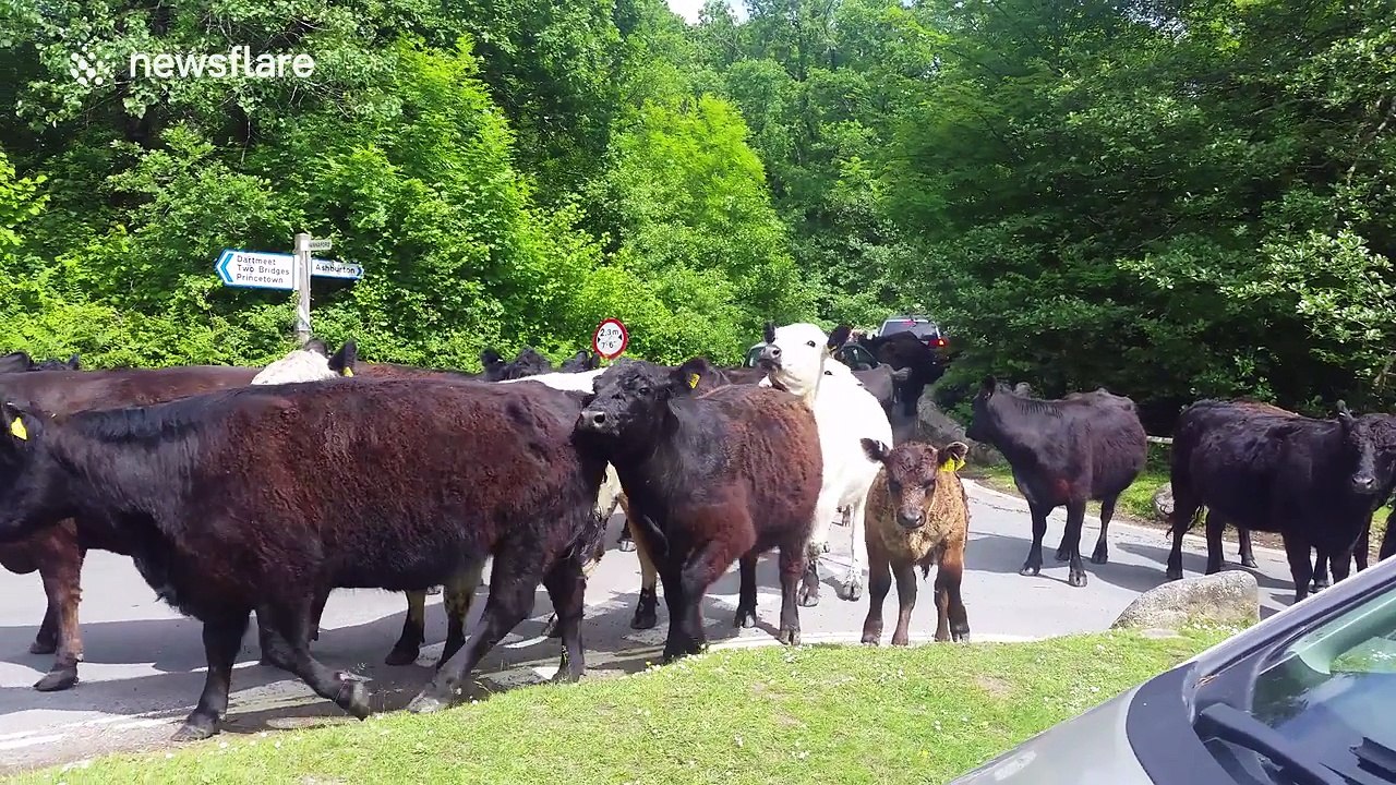 Motorists get stranded by herd of cattle in Dartmoor