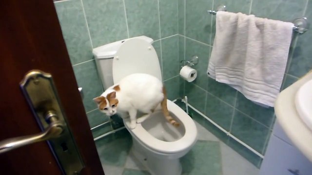 Кот ходит на унитаз и сам смывает за собой)))