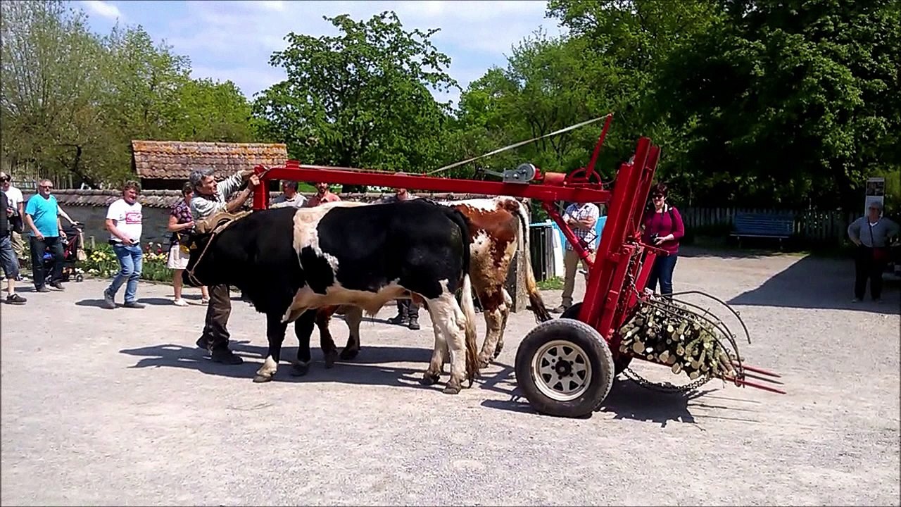 Démonstration du "Ramé" avec deux boeufs aux rencontres de bouviers 2016 en Alsace
