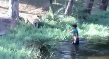 Un homme ivre provoque des lions en entrant dans leur enclos (Inde)