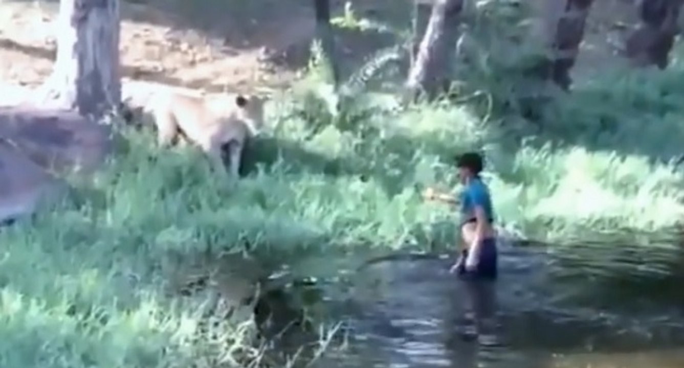 Un homme ivre provoque des lions en entrant dans leur enclos (Inde)