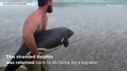 Man rescues young dolphin off coast of Namibian beach