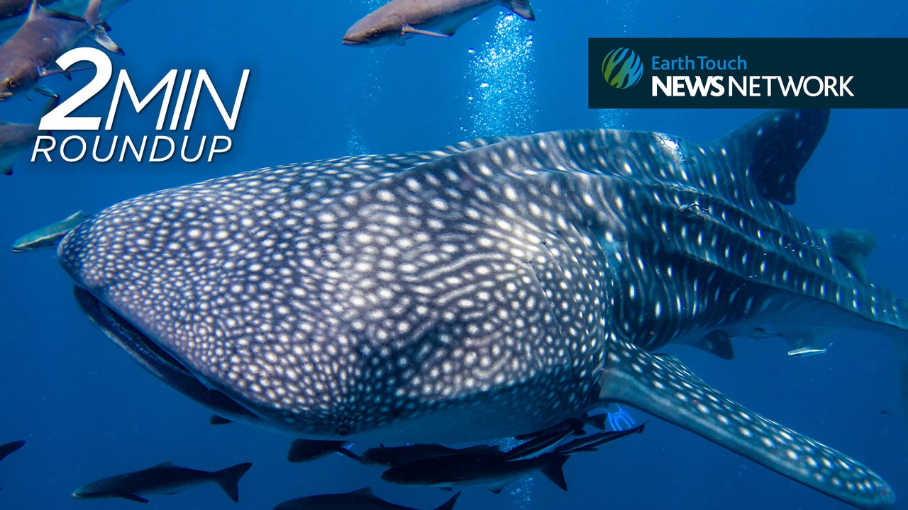 Leaping eel attacks, leopards in trouble & lucky whale sharks rescued