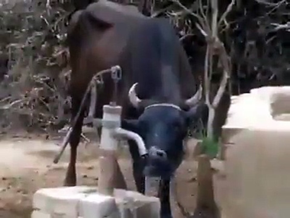 Amazing Videos 5