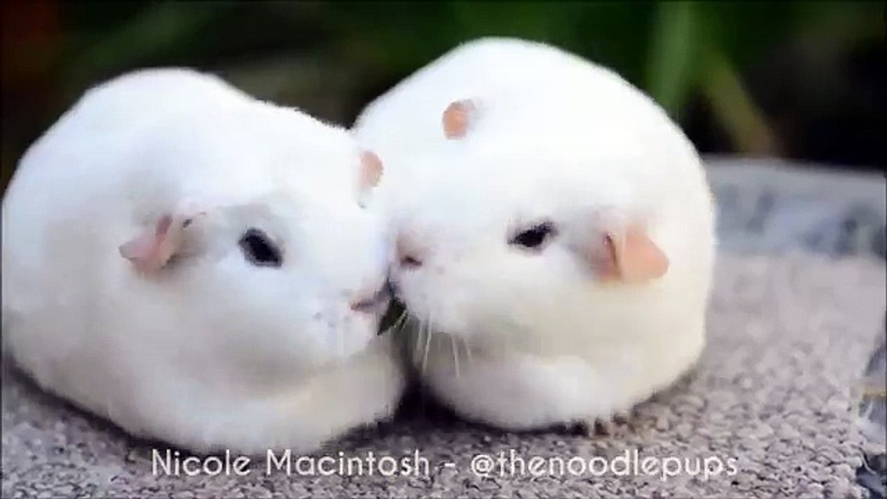 Cochon d'Inde désappointé