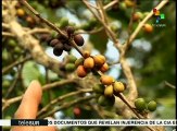 El Salvador: nuevas técnicas en cafetales contra cambio climático