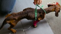 Valenton : deux chiens maltraités saisis chez leurs propriétaires