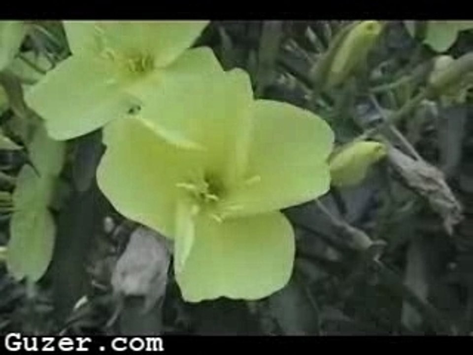 A flower blooming