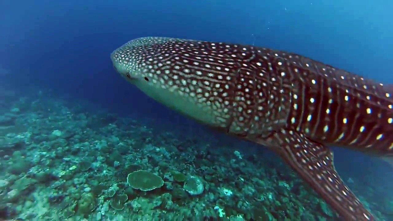 Maldives travel
