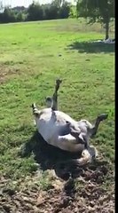 Horse keeps playing dead - My Village