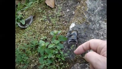 Escaravelho Português em Perigo de Extinção 🐞