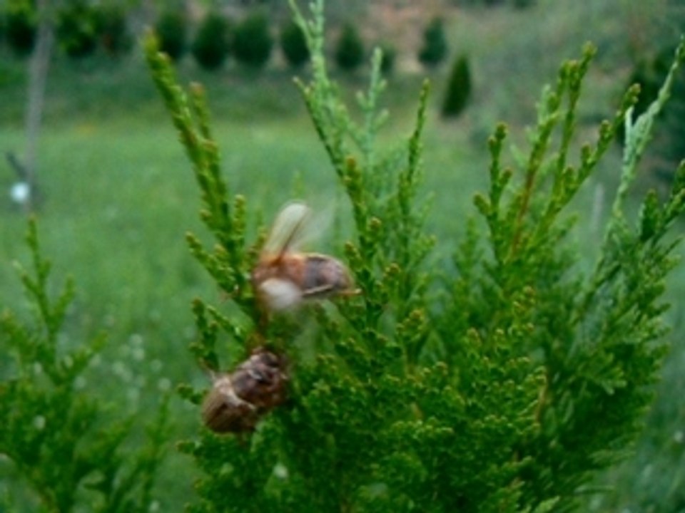 Hannetons prend sa faucille;..