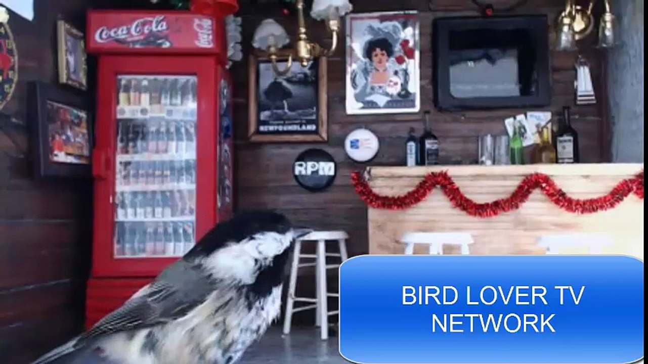 Man Makes Bird-Sized Bar