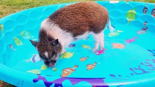 VeggieMight eating and peeing in the pool