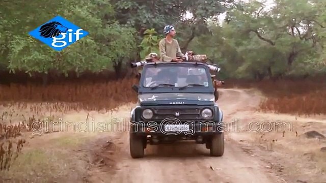 Endangered Asiatic Lion Cubs Sighted jumping with joy in Gir Sanctuary in Gujarat