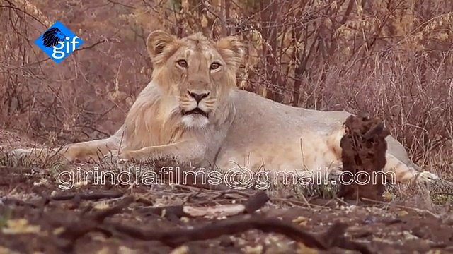 Unique Asiatic Lion (Panthera leo persica) Cubs More Sighted in Gir Sanctuary in Gujarat INDIA