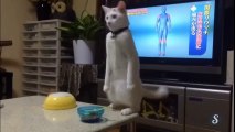 Cats Walking Funny and Thinking They are Humans