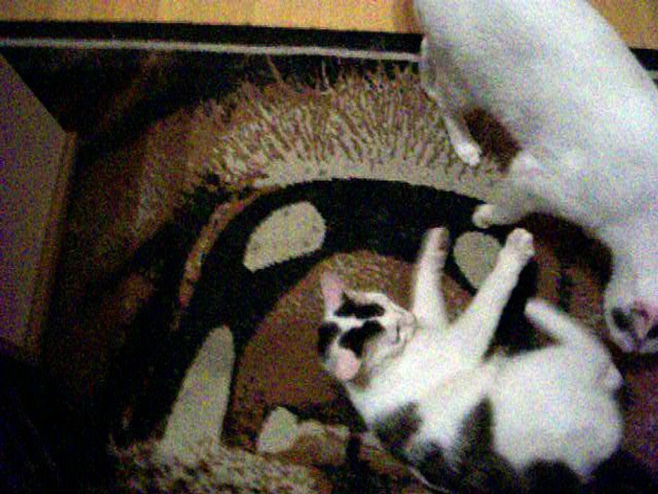 Harvey und Vinzent am 13.06.2016