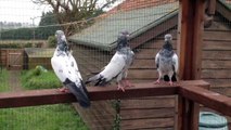 Pakistani Desi Pigeons London UK 2016