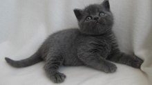 This is the cutest and funniest kitty i've ever seen !