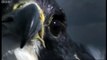 Peregrine Falcon Sky Dive - Inside the Perfect Predator - BBC