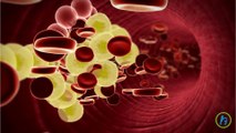 What are Lipoproteins (HDL and LDL)?