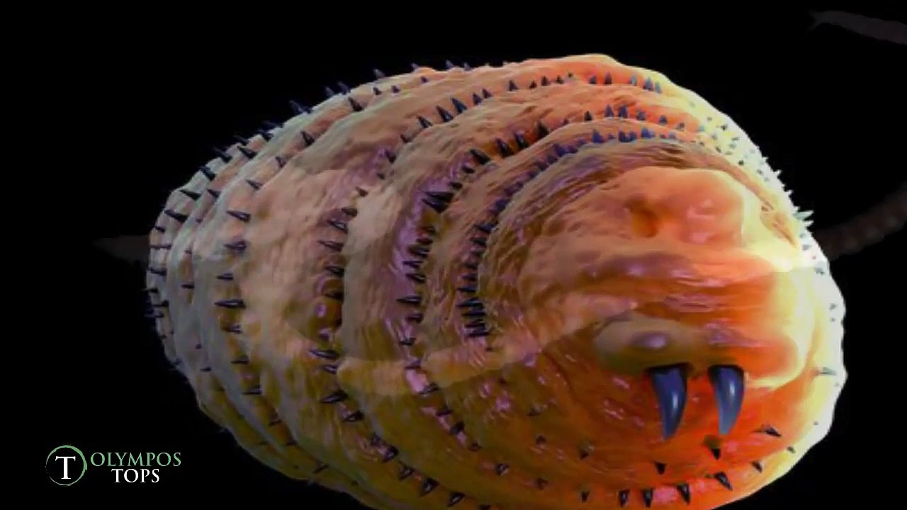 Top 10 Parásitos Asesinos Que Podrían Vivir Dentro De Ti