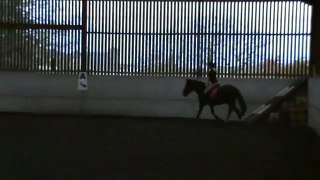 Horse transitions - walk, trot, canter & step back staying on a 20 metre circle.