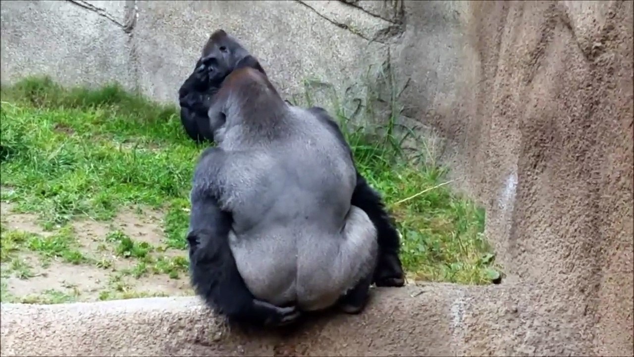 Gorillas Throw Their Poop at People Funny