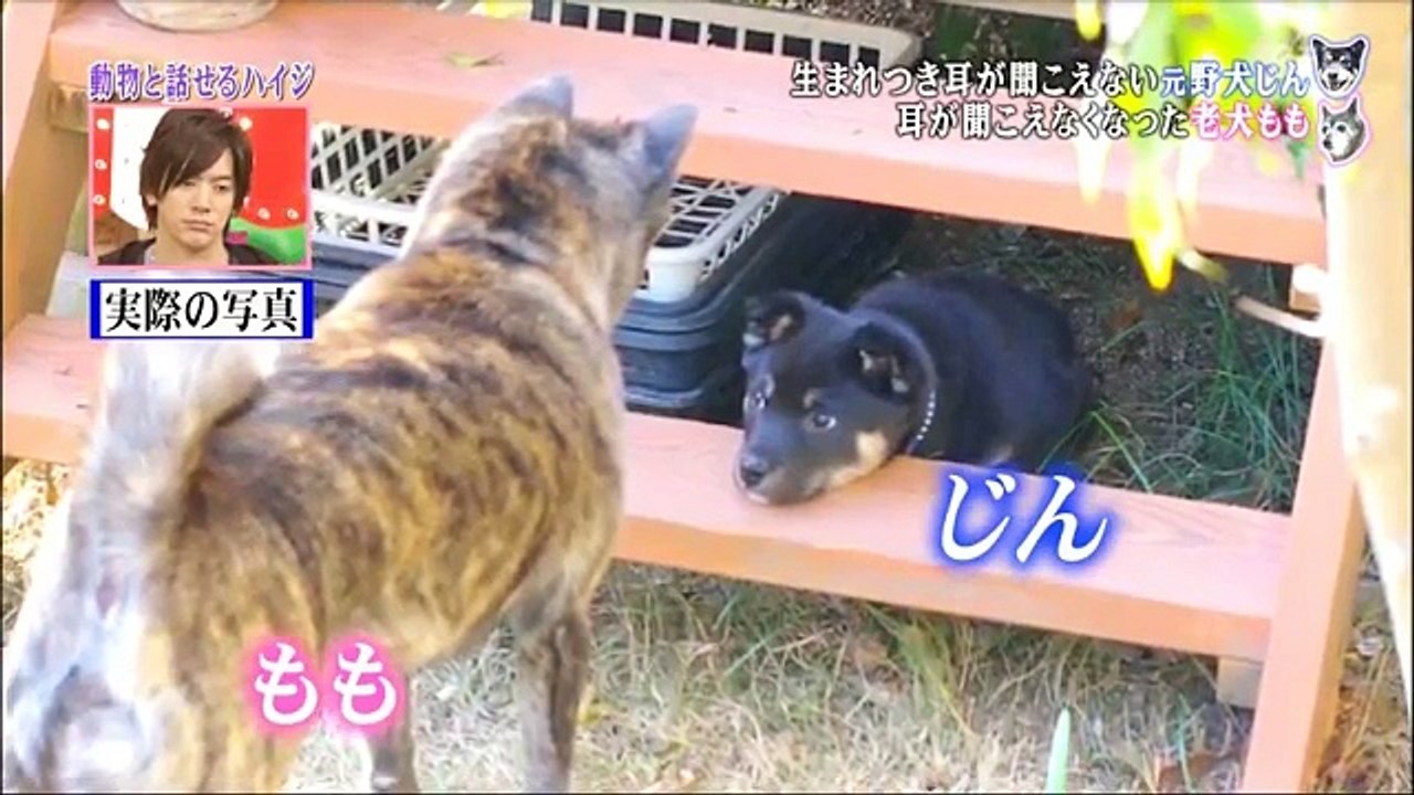 dog jin&momo