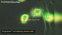 VNUSLAB & cancer & DETOX & HOA XÀ GIẢI ĐỘC& Immune cells working together to defeat cancer cell