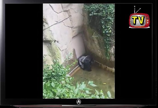 Child falls into gorilla pit at Cincinnati Zoo ; Gorilla zoo boy: Only Option Was To Shoot - Kill