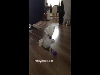 Harley the Cockatoo Takes a Penalty and Scores