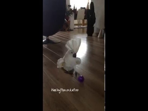 Harley the Cockatoo Takes a Penalty and Scores