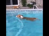 Corgi Does an Epic Belly Flop Into Swimming Pool