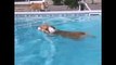 Corgi Does an Epic Belly Flop Into Swimming Pool