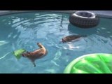Two Adorable Racoons Swim in Owner's Pool