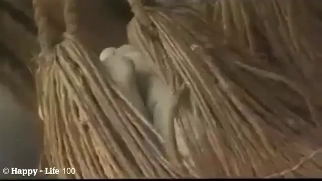 Isolated Tribes Xingu Indians Of Amazon Rainforest Ecuador