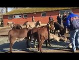 Des ânes pleurent la mort de leur ami dans un refuge aux Pays-Bas
