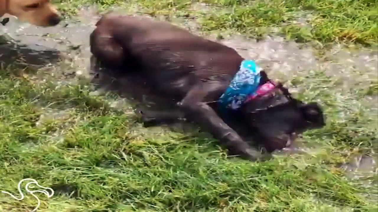 Voici La Version De Chien De Devenir Un Avec La Terre à Un Mus ... Traiter Yo Auto.
